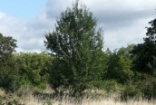 Silver Birch