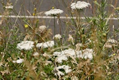 Wild Carrot