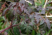 Cut-leaved Bramble 