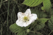 Bramble