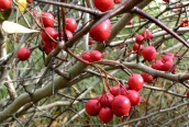 Broad-leaved Cockspur Thorn