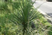 Cabbage-palm