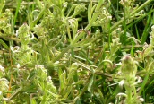 Cleavers