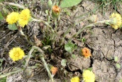 Colt's-foot