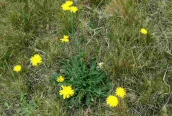 Common Cat's-ear