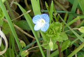 Common Field Speedwell