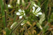 Common Mouse-ear