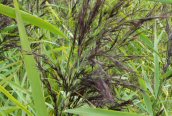 Common Reed
