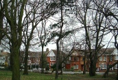 Corsican Pine