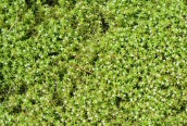 New Zealand Pigmyweed