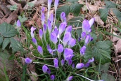 Early Crocus