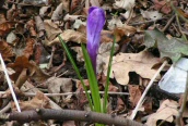 Spring Crocus