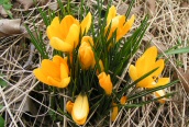 Yellow Garden Crocus