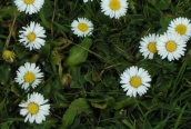Daisy