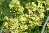 English Elm