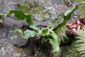 Hart's-tongue Fern