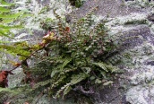 Maidenhair Spleenwort