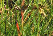 Field Wood-rush