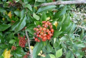 Firethorn