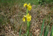 Yellow Iris