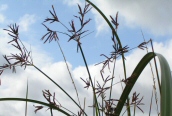 Galingale