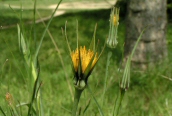 Goat's-beard