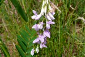 Goat's-rue