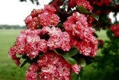 Midland Hawthorn