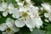 Hawthorn