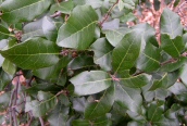Holm Oak