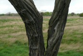 Locust Tree