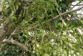 Mistletoe