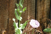Opium Poppy