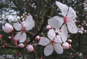 Cherry Plum