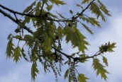 Red Oak