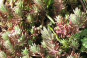 Reflexed Stonecrop