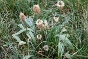 Ribwort Plantain