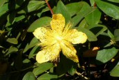 Rose of Sharon
