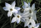 Spring Starflower