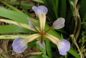 Stinking Iris