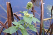 Water Mint