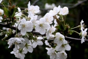 Wild Cherry