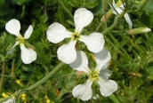 Wild Radish
