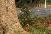Yew