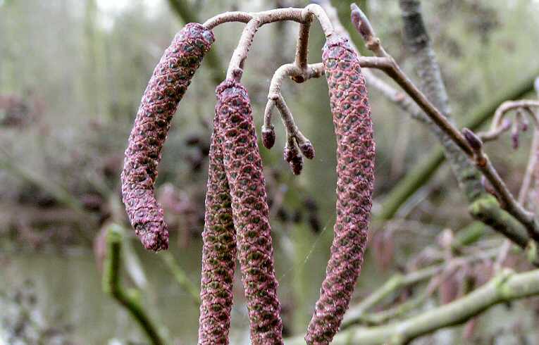 Alder