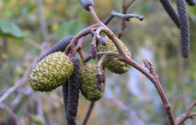 Alder