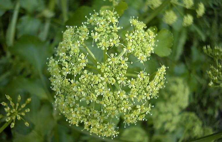 Alexanders