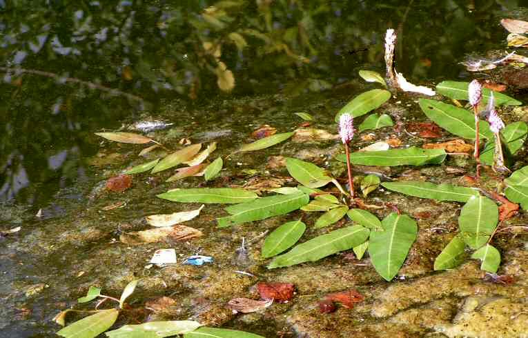 Amphibious Bistort