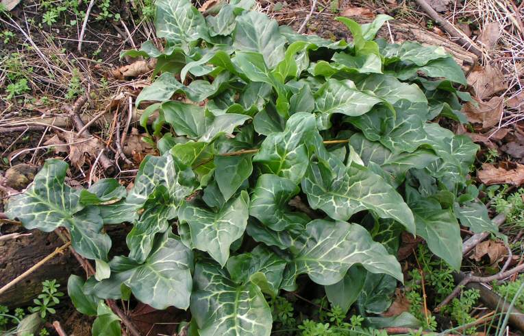Arum italicum