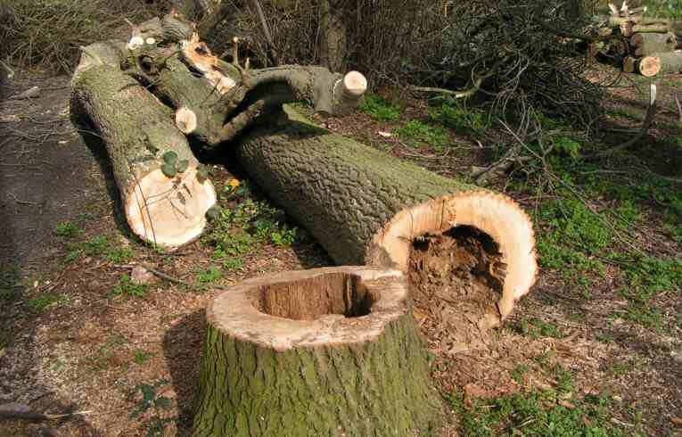 Ash, Wanstead Park
